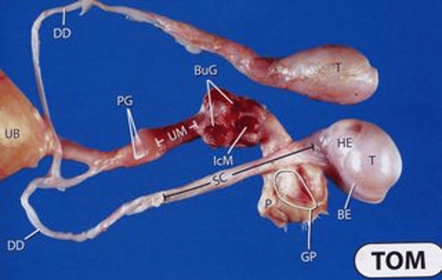 <p>deferent ducts</p>