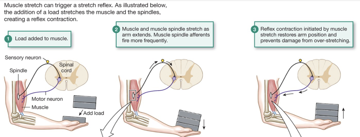 <ol><li><p>load added to muscle</p></li><li><p>Muscle and muscle spindle stretch as arm extends. muscle spindle afferents fire more frequently</p></li><li><p>Reflex control initiated by muscle stretch restores arm position and prevents damage from over-stretching</p></li></ol><p>Generates more tension so you don’t drop the load</p><p></p>