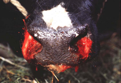 <p>nome da alteração, causa e patogenia (bovino)</p>