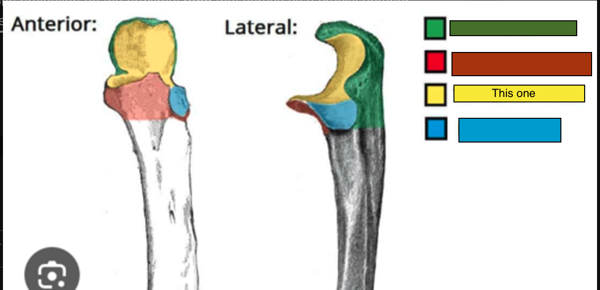 <p>Trochlear notch</p>