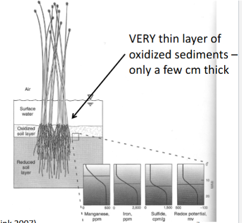 <p><strong><u>Morphological Adaptations: Flooding</u></strong></p><ul><li><p><span style="font-family: "Comic Sans MS";">Thickness of oxidized layer directly related to:</span></p><ul><li><p></p></li></ul></li></ul><p></p>