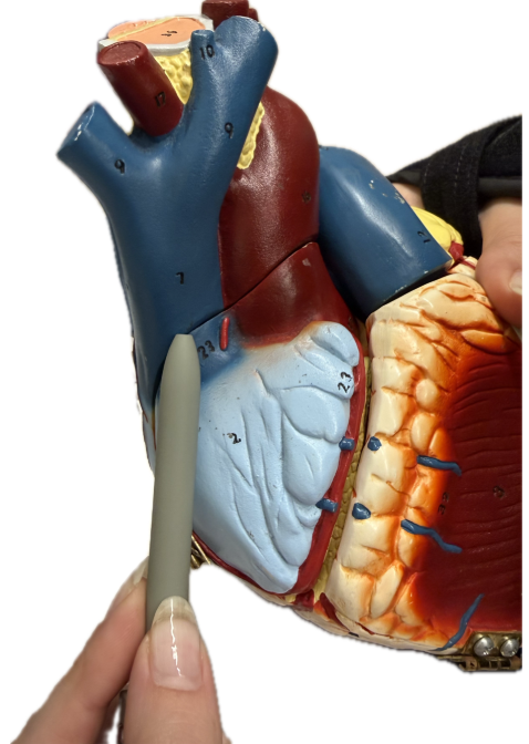 <p>What is the structure and function?</p><p></p>