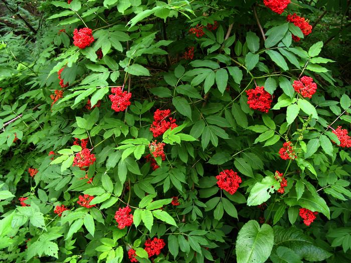 <p>Sambucus racemosa</p>