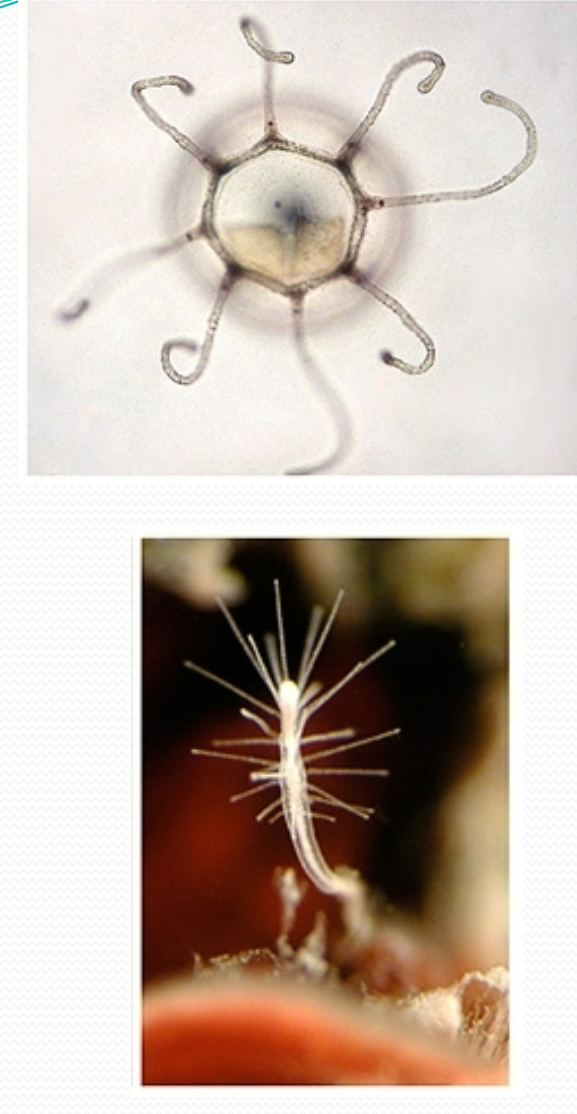 <p>Turritopsis typically reproduces the old-fashioned way, by the meeting of free-floating sperm and eggs. And most of the time they die the old-fashioned way too. But when starvation, physical damage, or other crises arise, "instead of sure death, [Turritopsis] transforms all of its existing cells into a younger state,</p><p>Through asexual reproduction, the resulting polyp colony can spawn hundreds of genetically identical&nbsp;jellyfish—near&nbsp;perfect&nbsp;copies&nbsp;of&nbsp;the&nbsp;original&nbsp;adult</p>