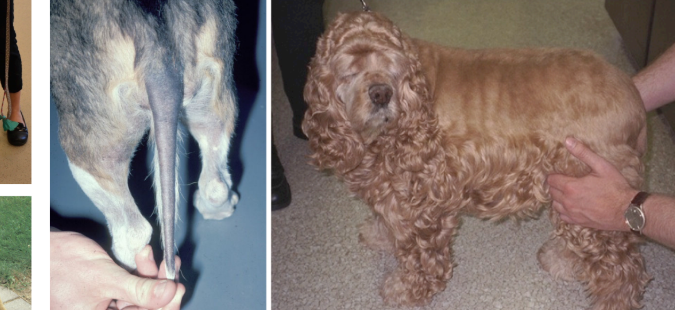 <p>what disease is this?</p>