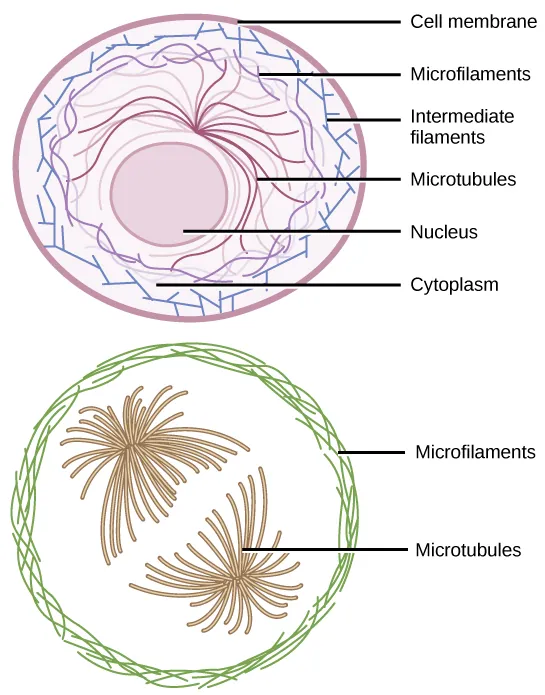 <p>Cytoskeleton</p>