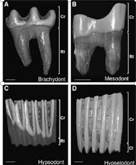 <p>Identity brachydont and hyposdont teeth on a mammalian specimen</p>