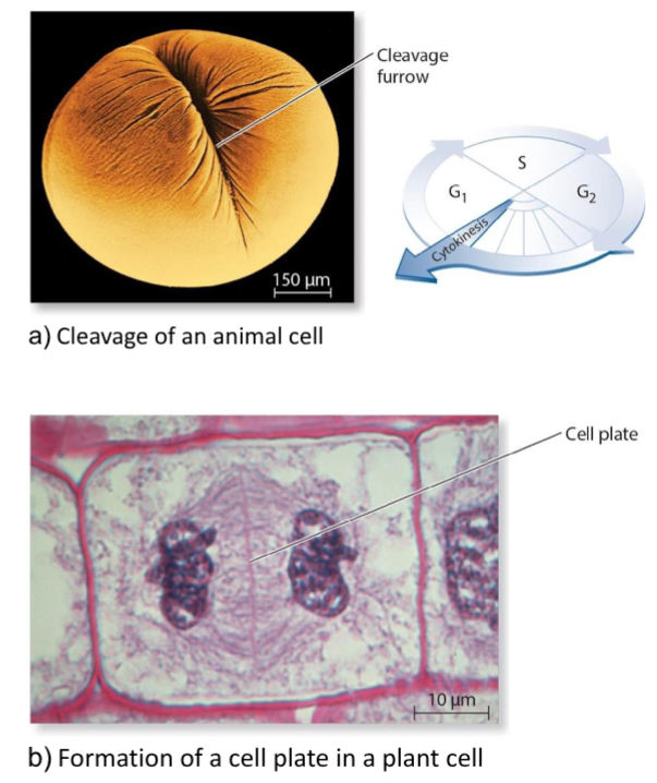 <p>Two nuclei are segregated into separate daughter cells. This process is different in animals and plants. In animals, the cleavage furrow constricts like a drawstring to separate the cells. In plants, the cell plate forms a cell wall between the two daughter cells.</p>