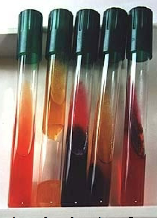 <p>Triple Sugar Iron (TSI) tests for?</p>