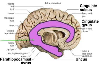 <p>parts of the cerebral cortex, basal nuclei, the thalamus, the hypothalamus, and the olfactory cortex</p>