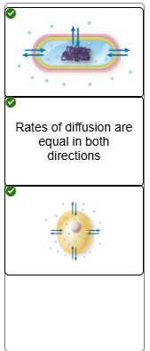 <p>Rates of diffusion are equal in both direction - Water will move both direction for same solute concentration</p>