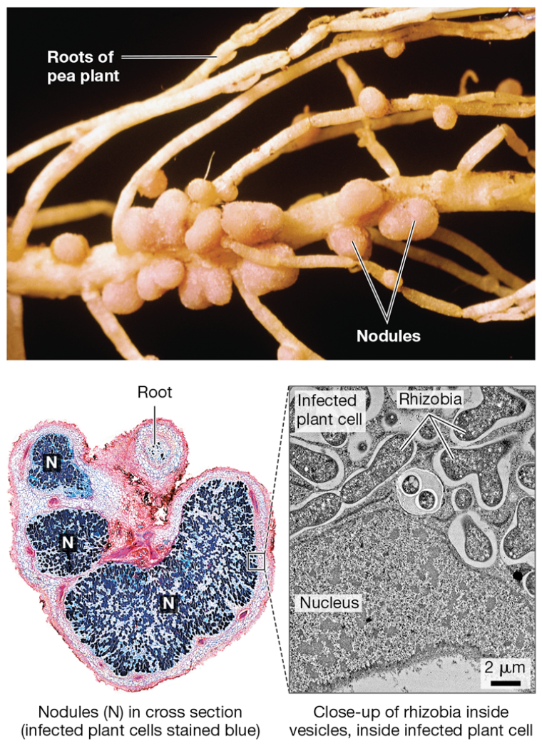 <p>What is the function of leghemoglobin in root nodules?</p>