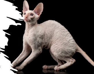 <p>Small to medium, wavy coat, large ears, active, alert, Velcro kitties, need physical contact </p><p>12-15 years</p>