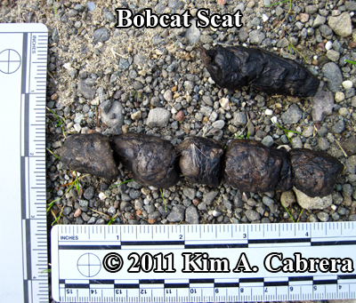 <p>Scrapes are neater and boxlike.</p><p>Scat is segmented and log-like, however will often still have a tipped end. </p>