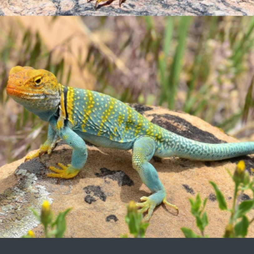 <p>name this animal</p>