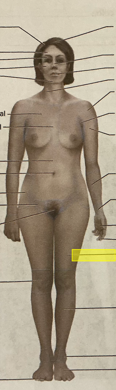 <p>identify the region of the body</p>