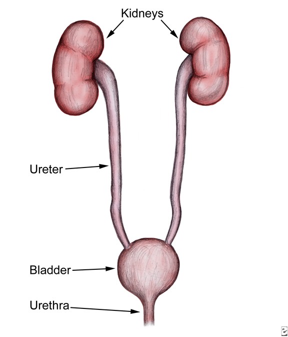 <p>Ureter</p>