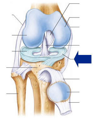 <p>Another term for menisci (singular = meniscus), the fibrocartilage pads between opposing surfaces in a joint, prevent dislocation </p>