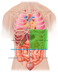 <p>LUQ </p><p> The stomach and spleen are located in the left upper quadrant of the abdomen.</p><p>It also contains the left lobe of the liver.</p>
