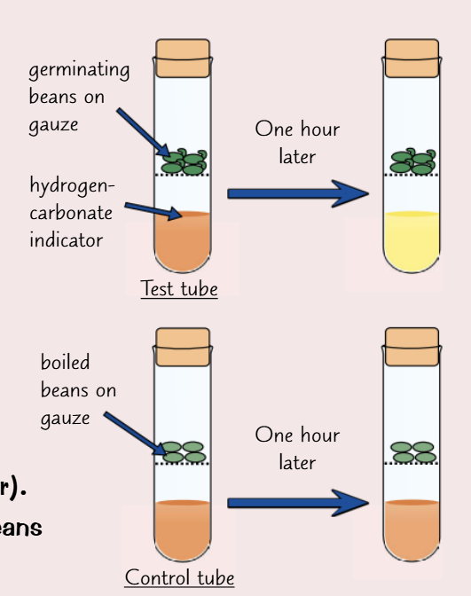 <p>First, soak dried beans in water for a day - they will start to germinate. Germinating beans will respire.</p><p>Then, boil some dried beans, which will kill them and make sure they can’t respire. This is the control.</p><ul><li><p>Put the same amount of hydrogen-carbonate indicator into two test tubes</p></li><li><p> Place a platform made of gauze into each test tube and place the beans on it</p></li><li><p>seal the test tubes with a rubber bung</p></li><li><p>leave the apparatus for a set period of time</p></li></ul><p>Results: You can use hydrogen-carbonate indicator to show living organisms produce CO<sub>2</sub> as they respire, as the solution in normally orange, but changes colour to yellow in the presence of CO<sub>2</sub>. Therefore, the hydrogen-carbonate indicator in the tube with the germinating beans should have turned yellow, while the indicator in the other tube should have stayed orange.</p><p>Control variables: the temperature, the volume of hydrogen carbonate, the species of seed</p><p>Independent variable: whether the seeds are alive or dead</p><p>Dependent variable: the colour of the hydrogen-carbonate</p><p></p>