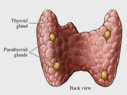 <p>Normally length 5 cm, width 3 cm, depth 2cm</p><p>Isthmus 2 - 3 mm thick</p><p>Thyroid glads weigh about 20 to 30</p>