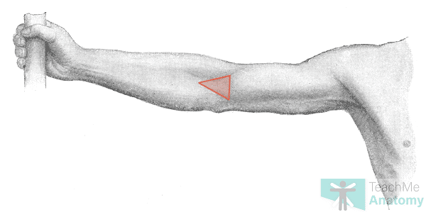 <p>Antecubital (AC)</p>