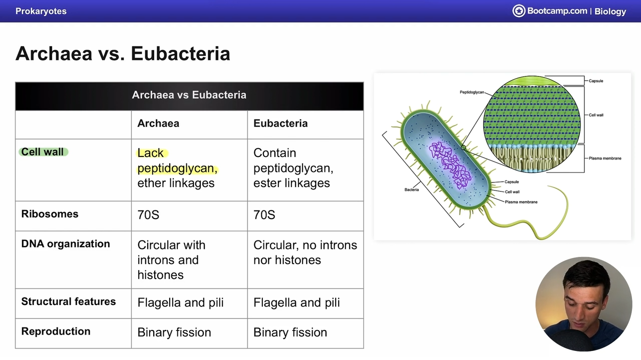 <p>eubacteria </p>