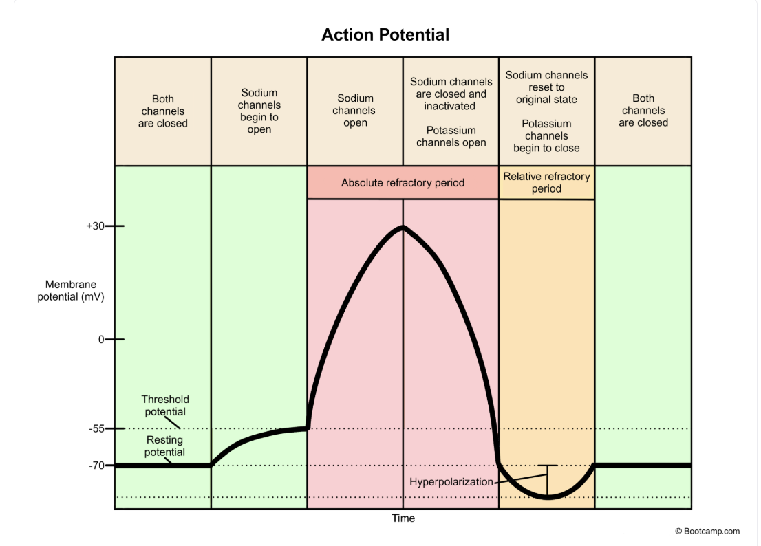 <p>Impossible to trigger a second action potential </p><p>Na+ channels are inactivated as K+ channels continue to repolarize the membrane back to resting state from + charge </p><p></p>
