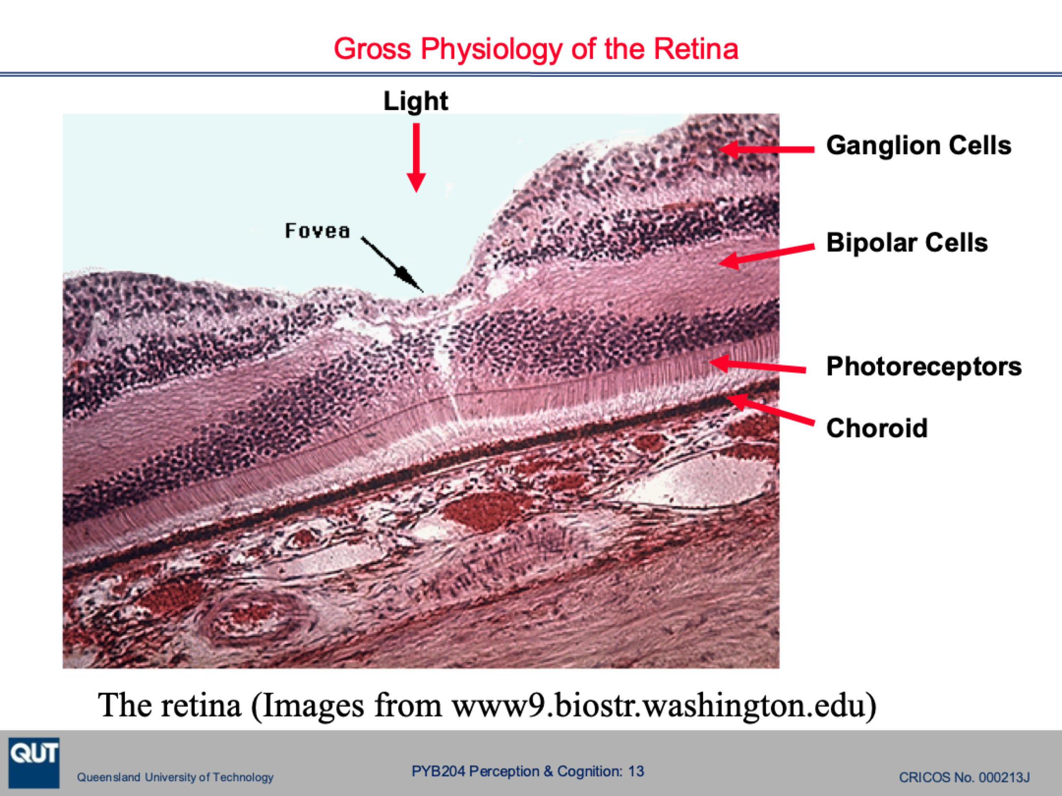 <p><strong>Ganglion cell layer </strong>= the thickest layer and <span>the first true coding and primitive processing of visual information within the eye</span></p><p><strong>Bipolar cells </strong>= the middle later made of interconnected cells which process the information from the photoreceptors</p><p><strong>Rods</strong> = spread out photoreceptors</p><p><strong>Choroid</strong> = absorbs most of the light and reflects just enough light back to the photoreceptors to activate them</p>