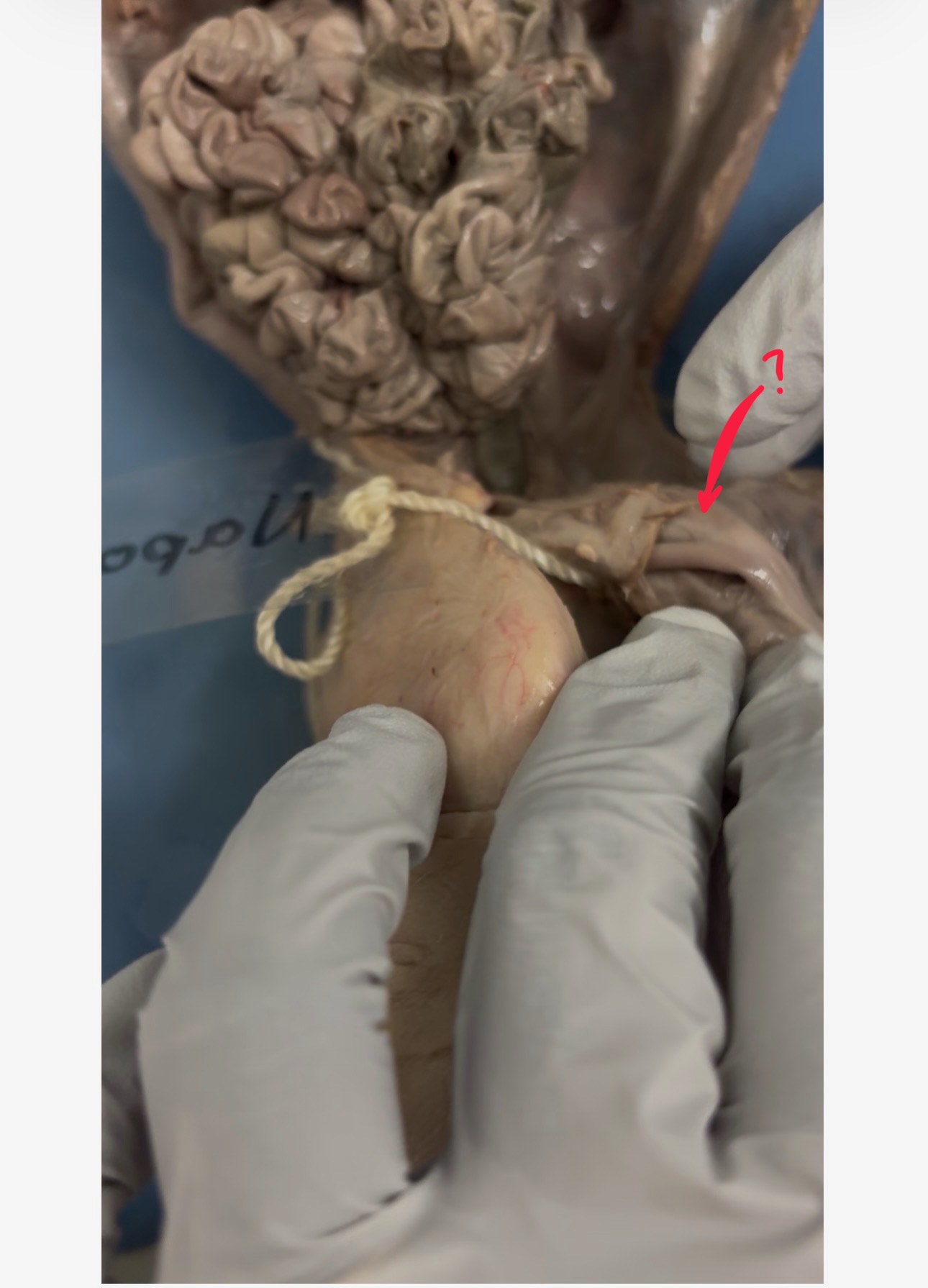 <p>What is the red line pointing to? What is the purpose?</p>