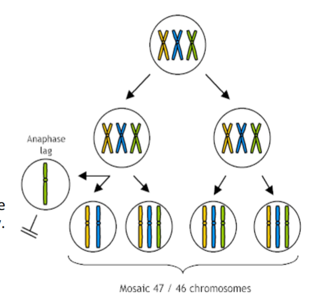 <p>MEIOTIC non-disjunction = results in a <em><u>trisomic zygote</u></em></p><ul><li><p>Rescue only occurs in EARLY embryonic cell division (<em><u>one extra chr is lost by chance eg. via anaphase lag)</u></em></p></li><li><p>Creates a “rescued” Disomic line alongside the persisting trisomic line= mosaic trisomy </p></li></ul><p></p>