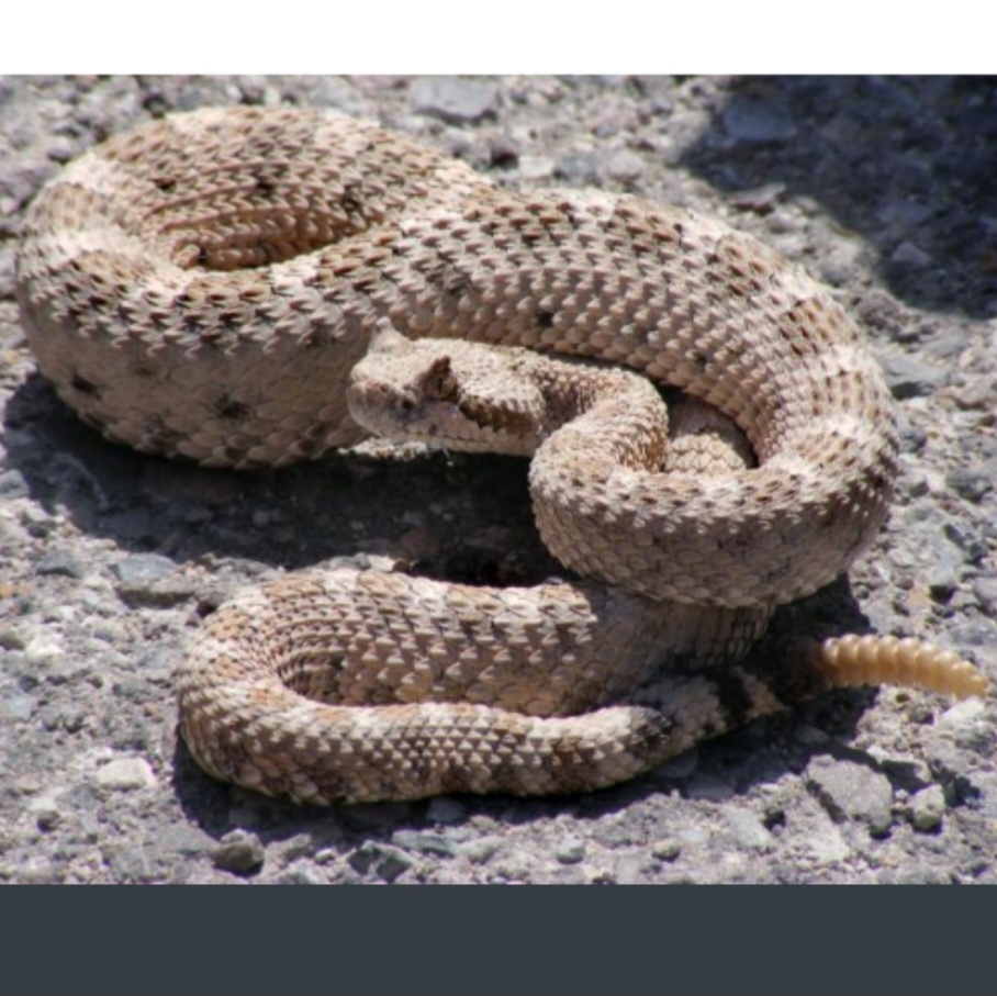 <p>name this animal</p>