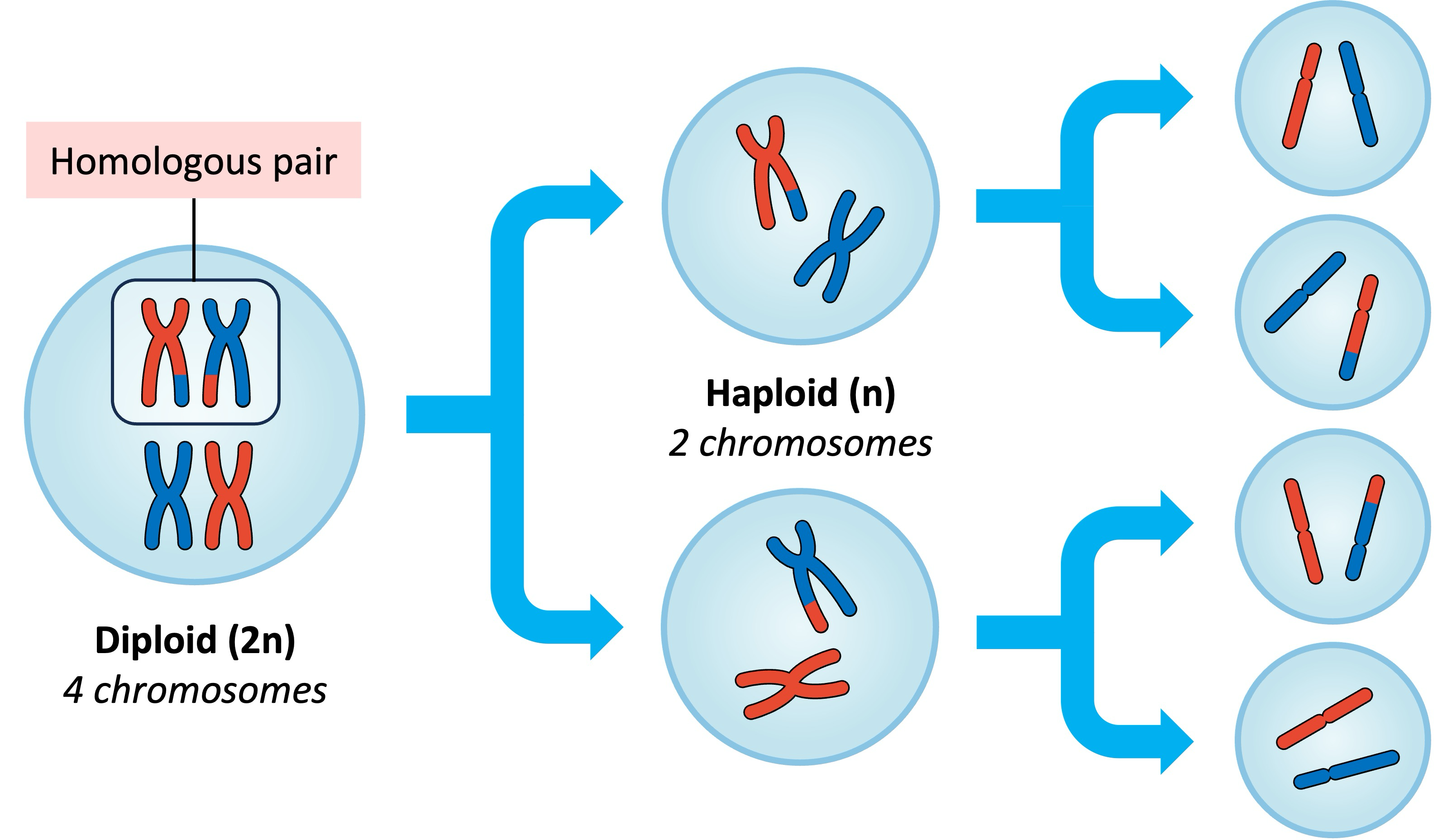 <ul><li><p>Premeiotic interphase </p></li><li><p>Meiosis I </p></li><li><p>Cytokinesis </p></li><li><p>Interkensis </p></li><li><p>Meiosis II<br>Cytokinesis </p></li></ul><p></p>