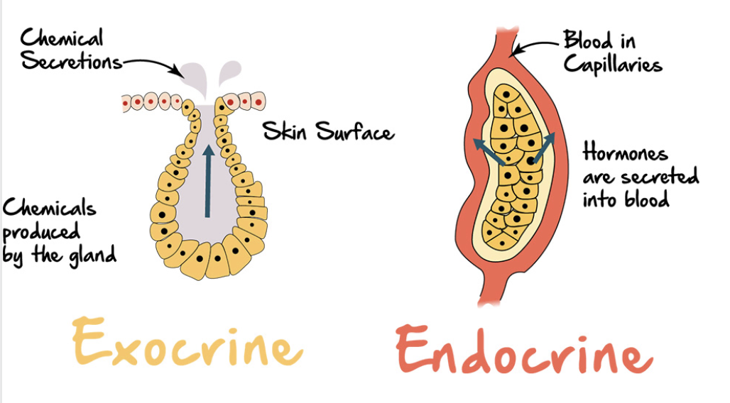 <p>Endocrine into blood; exocrine via ducts</p>
