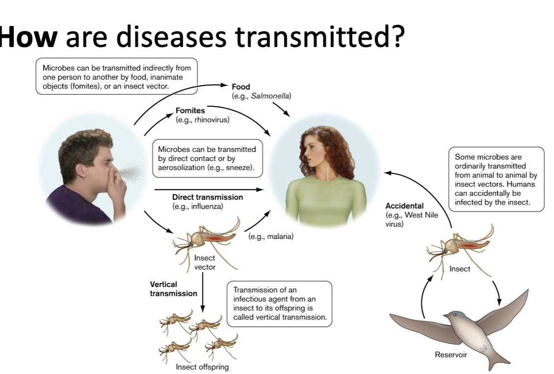 <ul><li><p>direct (person-to-person)</p></li><li><p>indirect (fomites, soil-borne infections)</p></li><li><p>horizontal</p></li><li><p>vertical (e.g. from insect to offspring) </p></li></ul><p></p>