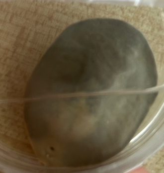 <p>přežvýkavci</p>