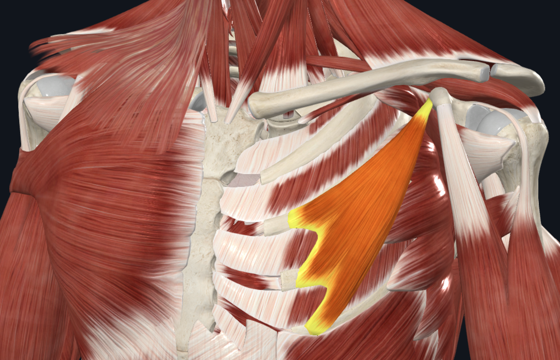 <p>Brachioradialis insertion</p>