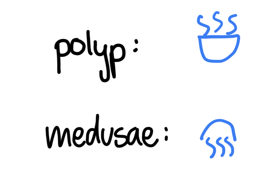 <ol><li><p>Polyp: sessile, tentacles face up (jellyfish larvae or coral)</p><ul><li><p>monoecious</p></li></ul></li><li><p>Medusae: free-swimming, tentacles face down (jellyfish adult)</p><ul><li><p>diocious</p></li><li><p>reproduce sexually w/planula larva</p></li></ul><p></p></li></ol><p></p>