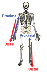 <p>at or toward trunk (beginning), away from body surface (end) → elbow is proximal to the fingers BUt distal to the shoulder</p>