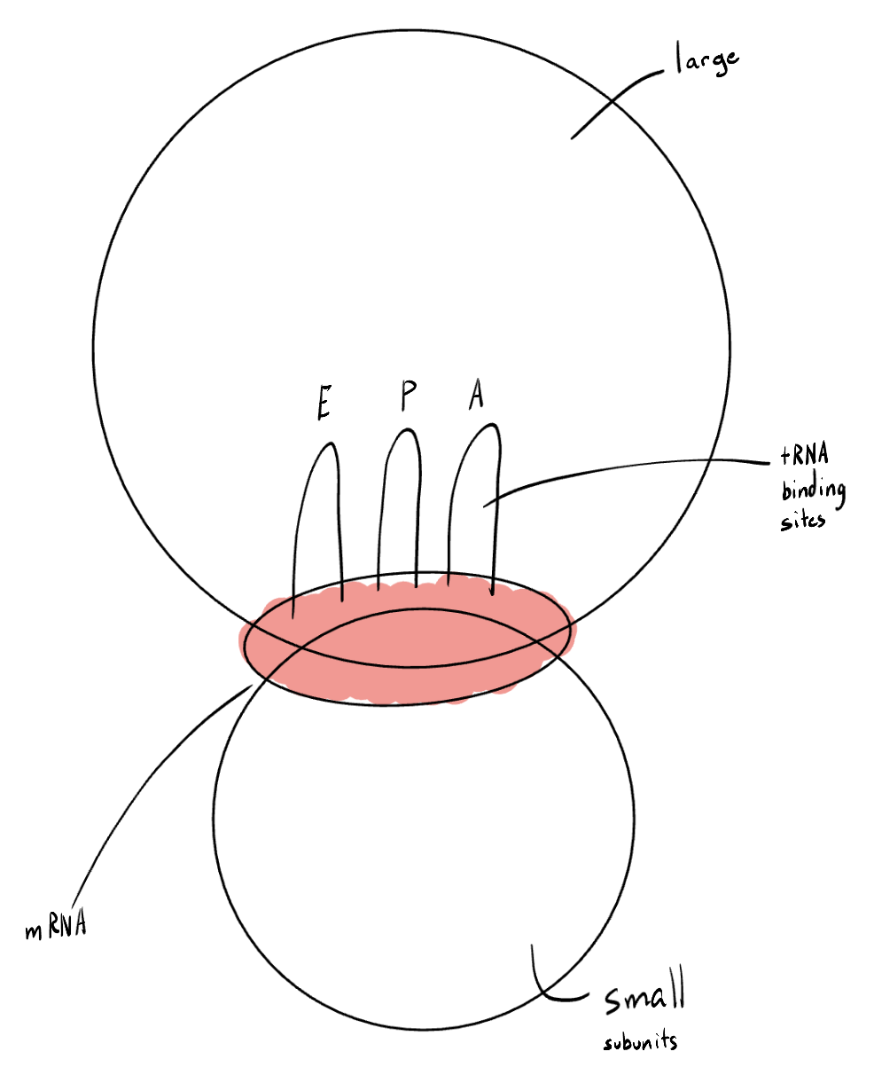 <p>The ribosome has a small subunit and a large subunit. An mRNA binding site is situated between the two subunits. On top of this, there are 3 tRNA binding sites: E (tRNA exit, where uncharged (empty) tRNA molecules bind), P (polypeptide tRNA site, where a growing polypeptide chain bonds), and A (amino acid tRNA site, where an initially entering tRNA molecule during elongation with only one amino acid attached bonds).</p>