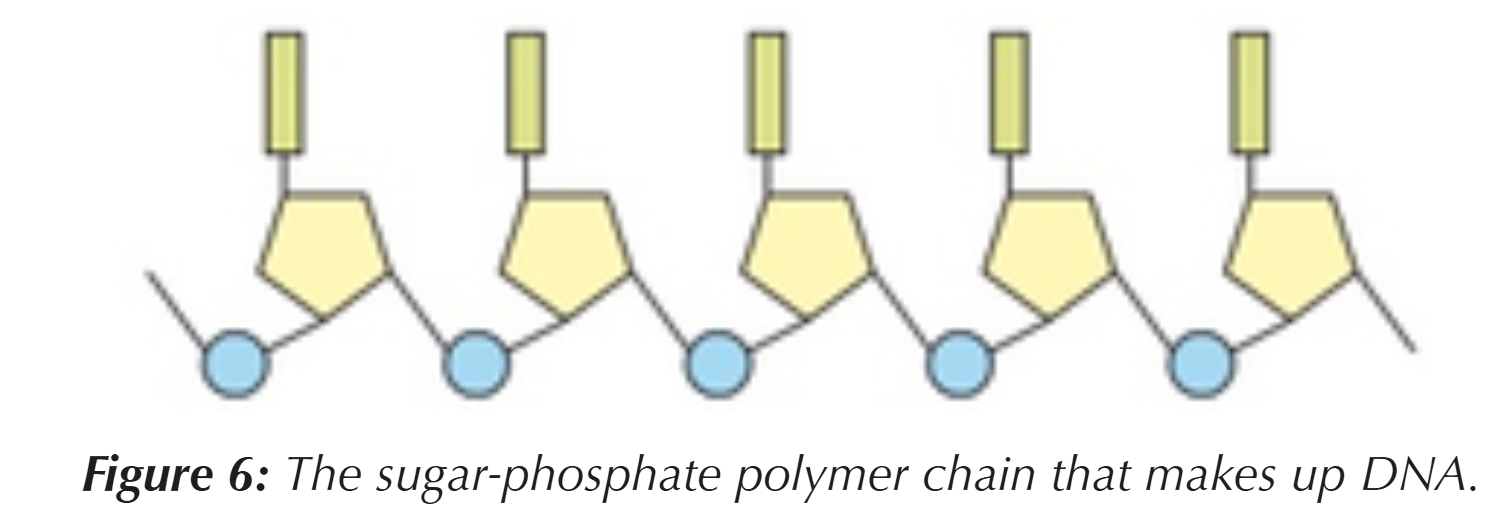 <p>The nucleotides in DNA join together to form a polynucleotide chain:</p><ul><li><p>covalent bonds form between the phosphate group of one nucleotide &amp; the sugar of another (sugar-phosphate backbone)</p></li></ul><p></p>