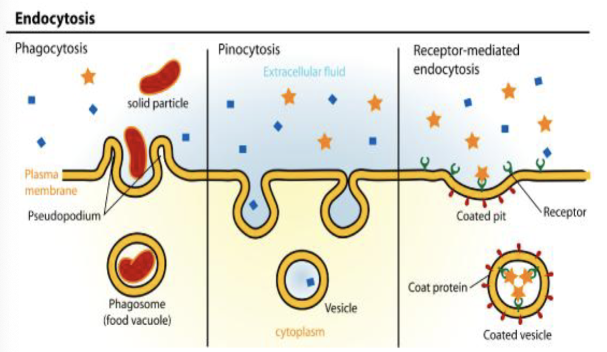 <p>transports molecules or cells into the cell via invagination of the plasma membrane to form a vesicle.</p>