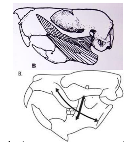 <p>Small infraorbital foramen, superficial masseter on zygomatic arch </p>