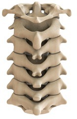 <p>Vertebrae and #Bones</p>