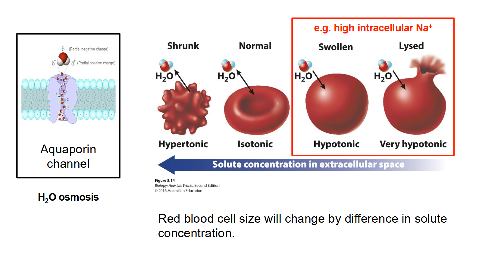 <ul><li><p><strong>Definition:</strong> The passive diffusion of <strong>water</strong> across a selectively permeable membrane.</p></li><li><p><strong>Direction:</strong> Water moves from an area of <strong>high water concentration</strong> (low solute) to an area of <strong>low water concentration</strong> (high solute).</p></li><li><p><strong>Helper Protein:</strong> While some water can cross the bilayer slowly, <strong>Aquaporins</strong> are specialized channel proteins that allow for the rapid facilitated diffusion of water.</p></li></ul><p></p>