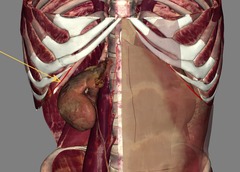 <p>Identify the structure</p>