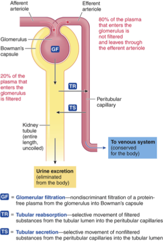<p>means <span>things leaving the blood and going into the urine; things that are leaving the body</span></p>