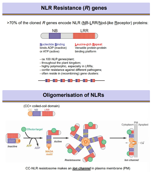 <p>transmembrane <strong>pattern recognition receptors </strong>(PRRs):</p><ul><li><p>multiple motifs, but often use <strong>apoplastic leucine-rich repeats</strong> as a protein binding platform</p></li><li><p>often have a <strong>cytosolic kinase </strong>subunit- these recognise PAMP sequences to activate <strong>PAMP-triggered immunity</strong> (PTI)</p></li></ul><p></p><p><strong>nod-like receptors</strong> (NLRs):</p><ul><li><p>always have a <strong>nucleotide binding site</strong>, bound to ADP when inactive, but exchanged for ATP when active, following the recognition event</p></li><li><p>always have a <strong>leucine-rich repeat</strong> as a protein binding platform</p></li><li><p>most NLRs have an <strong>N-terminal coiled-coil domain</strong>- when in the <strong>active </strong>ATP-bound form, multiple subunits <strong>oligomerise </strong>into a <strong>resistosome</strong>, using this domain to form an <strong>ion channel </strong>through the membrane for <strong>calcium </strong>import (for programmed cell death)</p></li></ul><p></p>