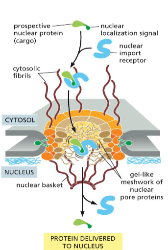 <p>bind to the nuclear localization signal on newly synthesized proteins destined for the nucleus </p>