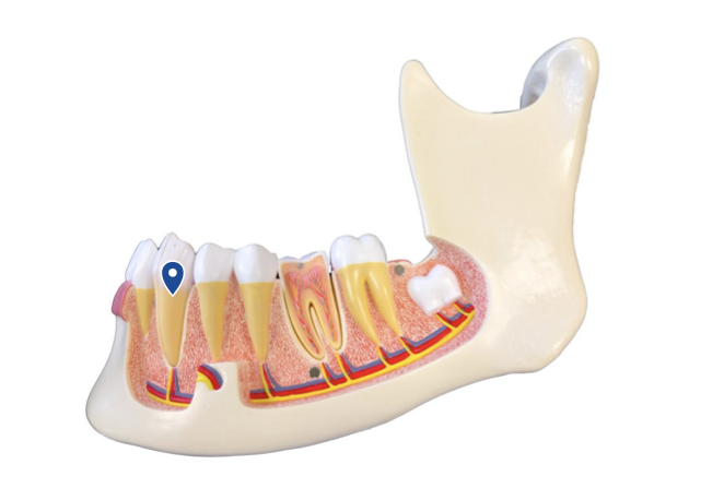 <p>Which tooth type is best shaped for piercing and tearing?</p>